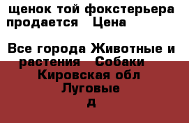 щенок той-фокстерьера продается › Цена ­ 25 000 - Все города Животные и растения » Собаки   . Кировская обл.,Луговые д.